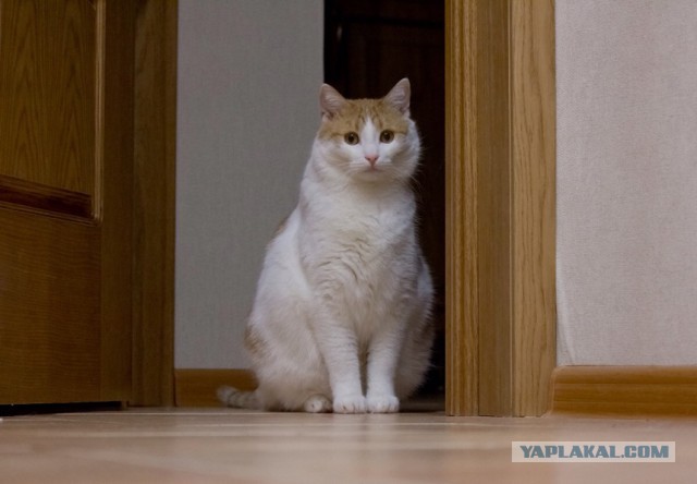 Котовторник 22.03.2016
