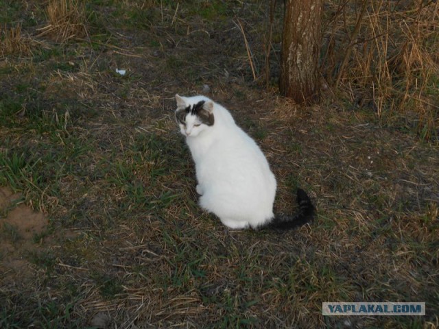 Жизнь домашнего приюта для котеек 108