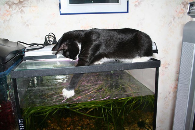 Коты из сети