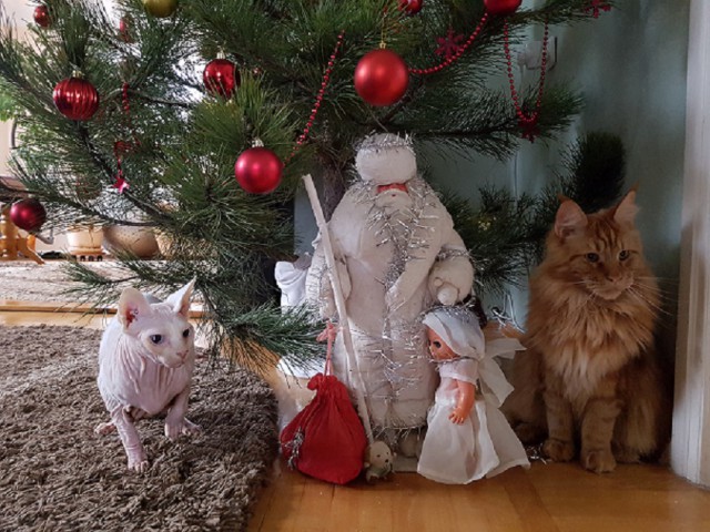 Котовторник  31.01.2017