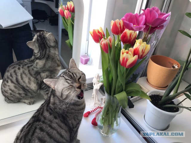 Собака нашла котейку.