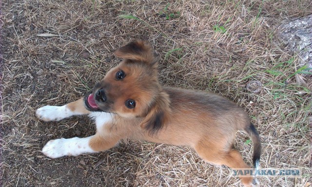Собака нашла котейку.