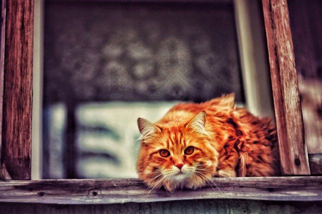 Коты и Кошки