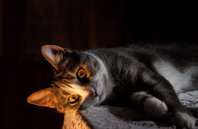 Коты и Кошки
