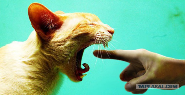 16 нелепых и смешных вещей, которые делают все кошачьи владельцы
