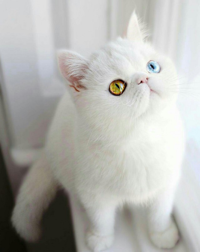 Коты и Кошки