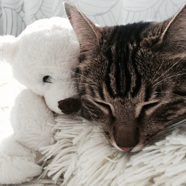 Коты и Кошки