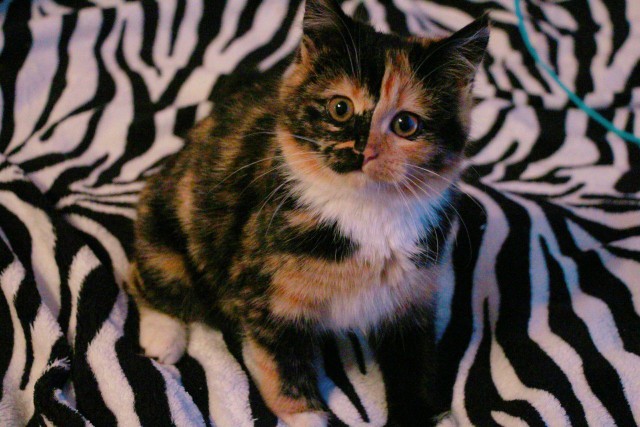 Коты и Кошки
