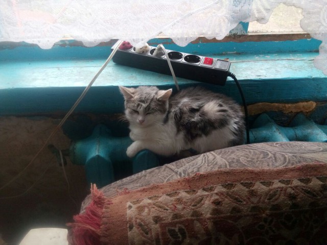 Котовторник  19.12.2017