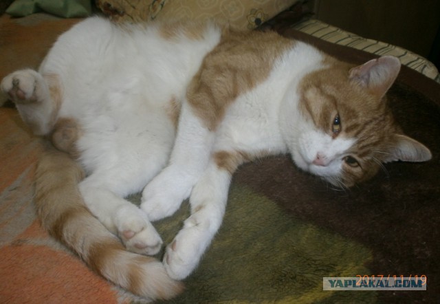 Котовторник 9.01.2018