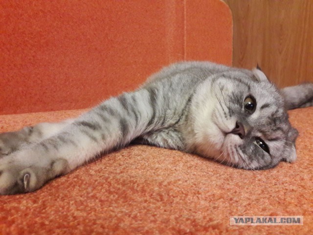 Котовторник 20.02.18