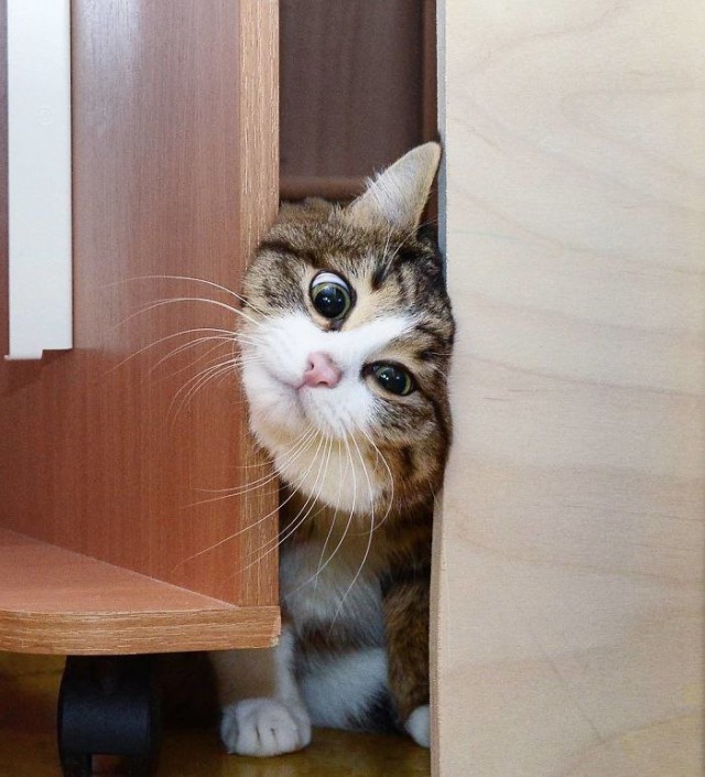 Прикольных котов пост