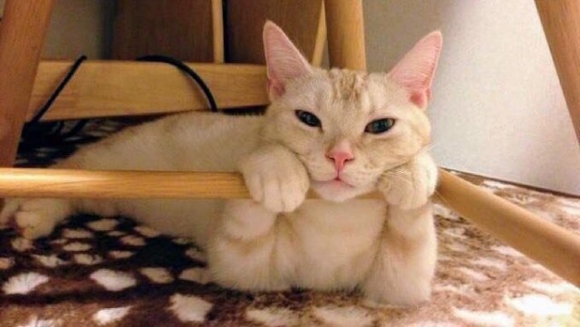 Фотобомбы котов