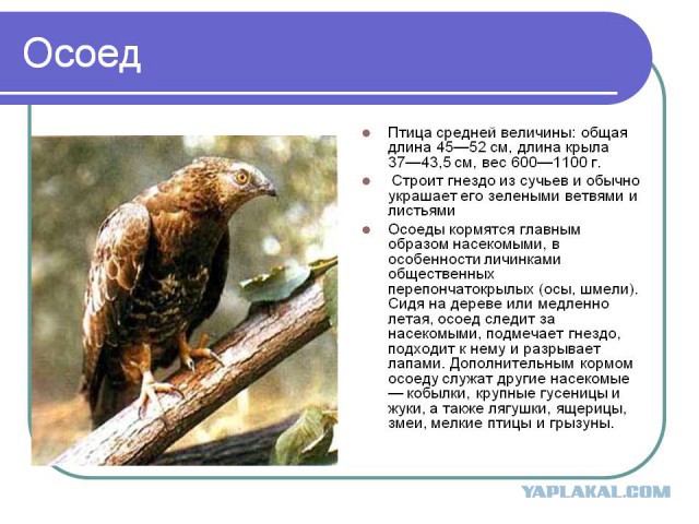 Соль против муравьев