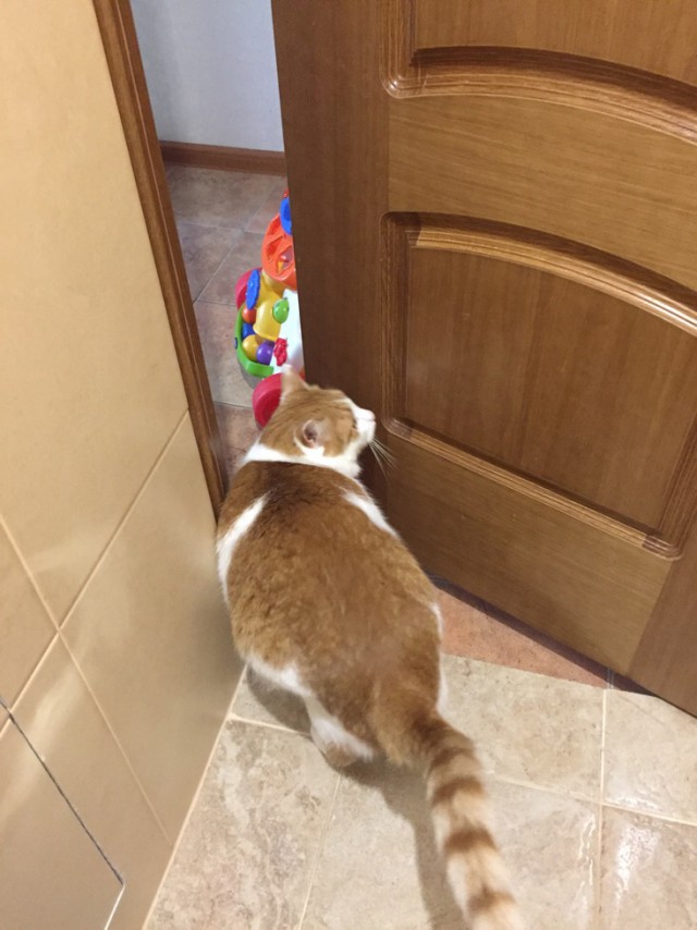 Котовторник 29.5.18
