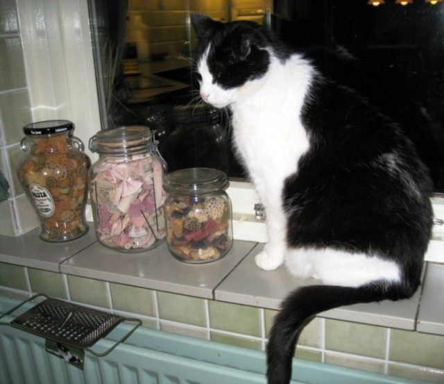 Котомет на вторник 08.04.08