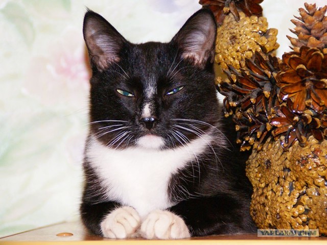 Котовторник на ЯПлакалъ (03.06), котята (31 шт)
