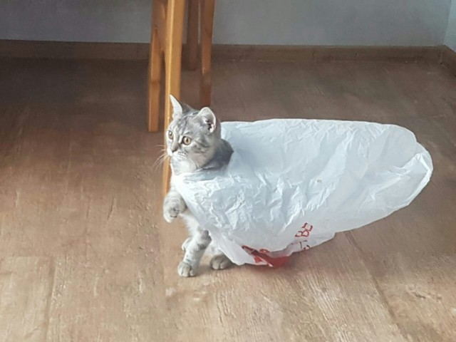 Прикольных котов пост