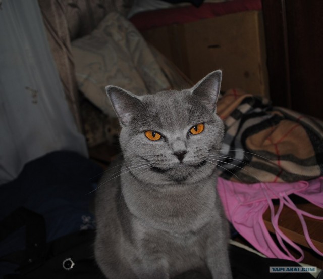 Первый котовторник августа