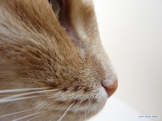 Котейкин вторник! Космический 12.04!