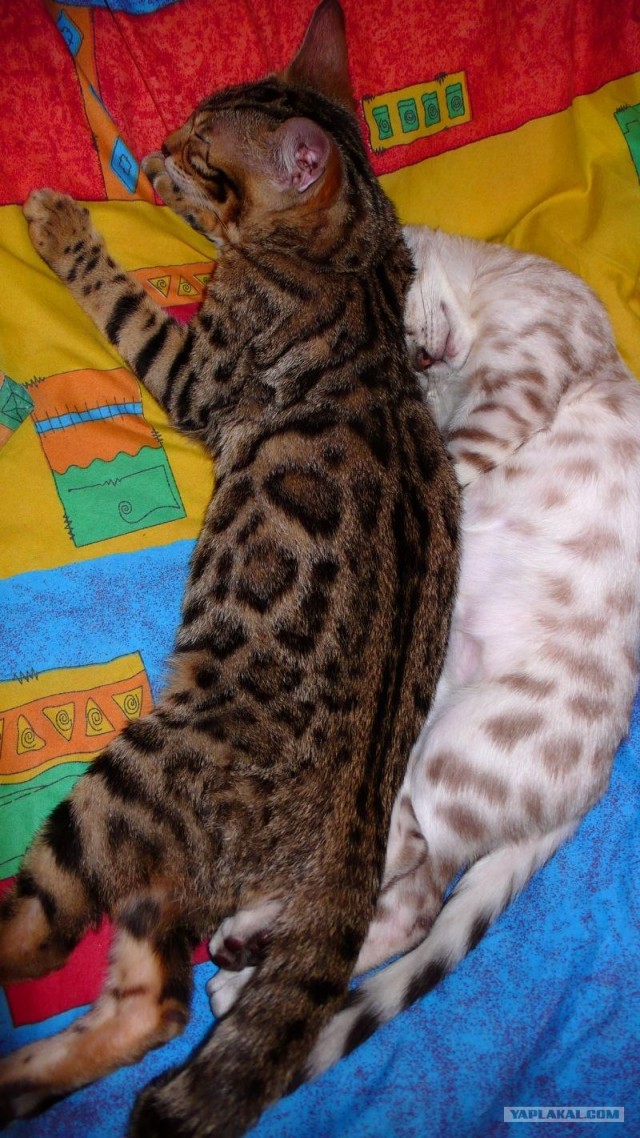 Сонный Котовторник