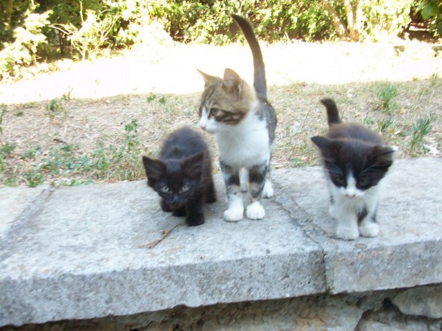 Котовторник 06.12.2011