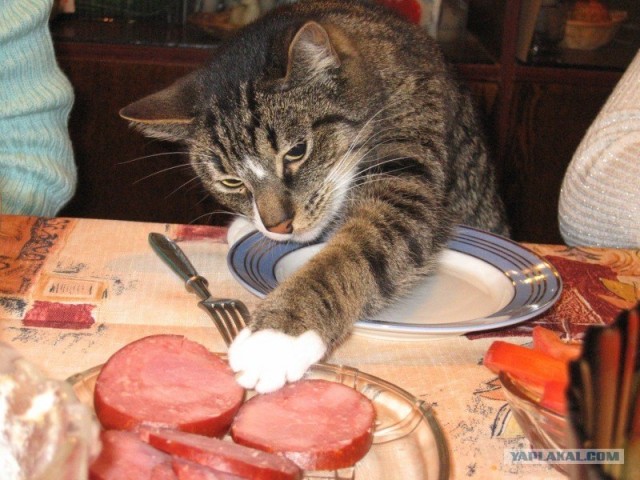 Котовторник 20.12.2011