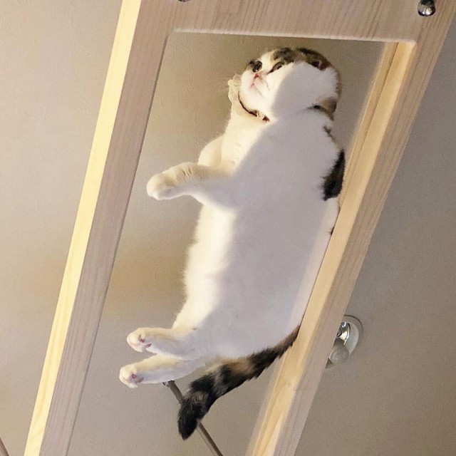 Прикольных котов пост