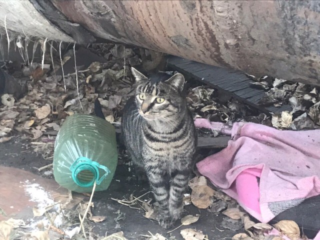 Прикольных котов пост