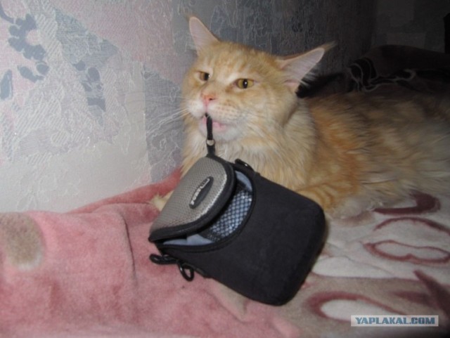 Котовторник  19.06.2012