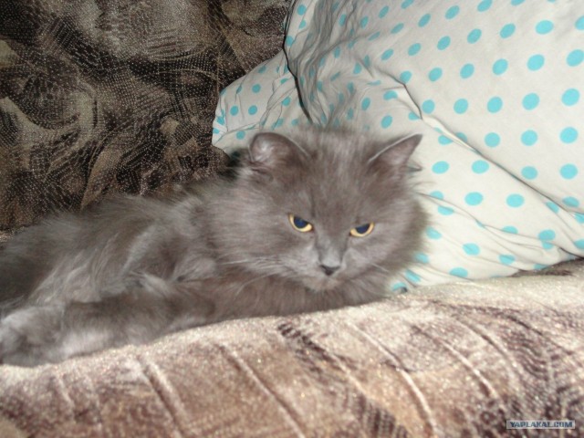 Котовторник  17.07.2012