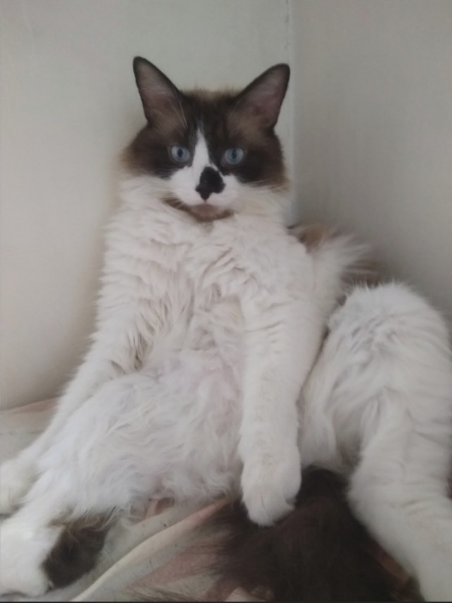 Забавные фото котеек