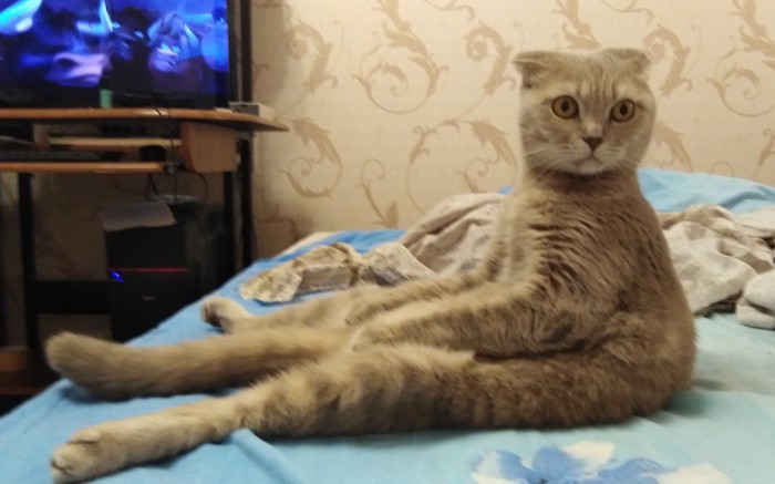 Глубокий сон кота, который чувствует себя в полной безопасности