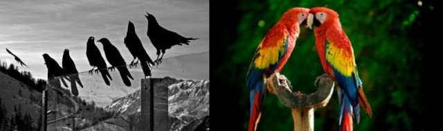 "Попугай-кавказец" бросил вызов джигитам: видео отплясывающей птицы рассмешило юзеров