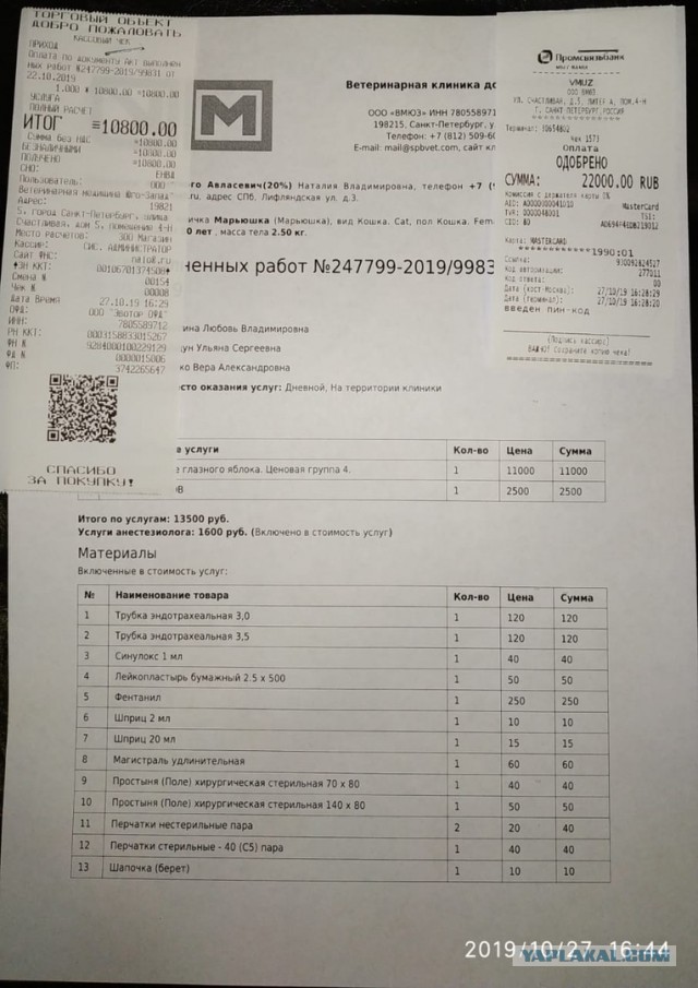Помогите вернуть кота! Приют "Преданное сердце" украл кота и не отдает!