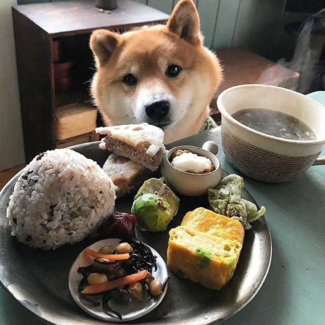 Живность из сети