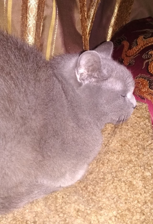 Кот который обожает пылесос