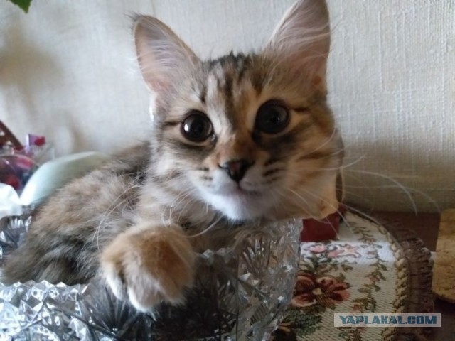 Котовторник. Добавляйте своих