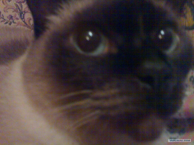 Подлость и преданность