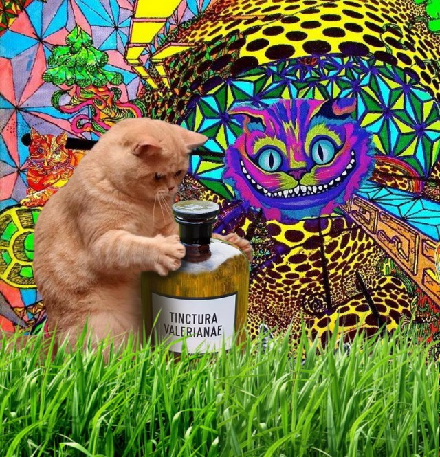 Фотожаба - Кот