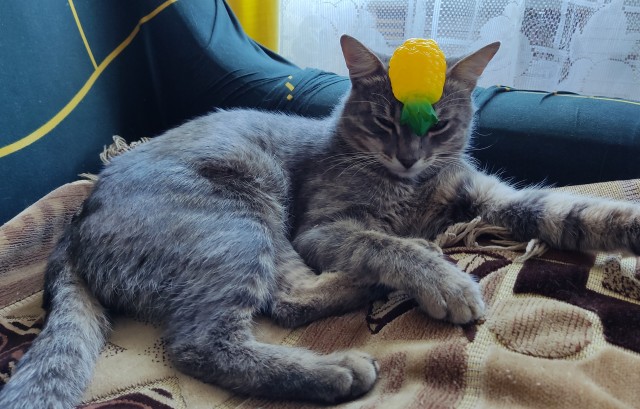 Котовторник. Поговорим о кличках, друзья