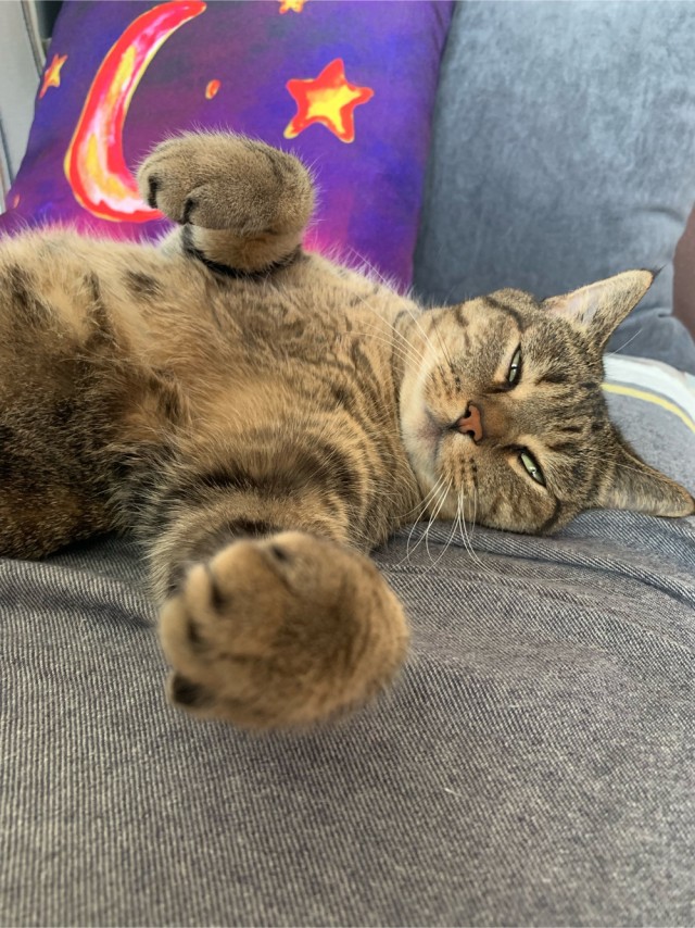 Котовторник (свои добавляем)