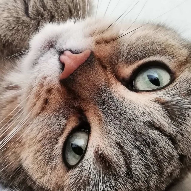 Разные котики