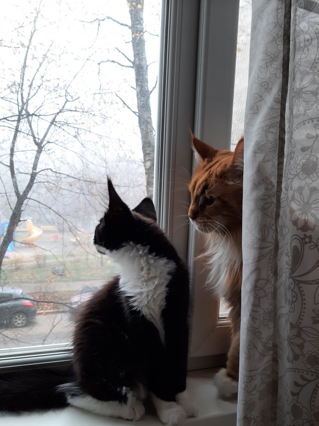 Туман в Москве