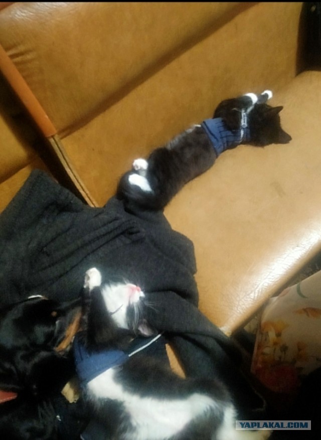 Котовторник так котовторник