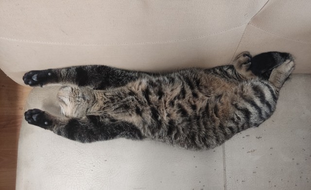 Котовторник 25.01.22