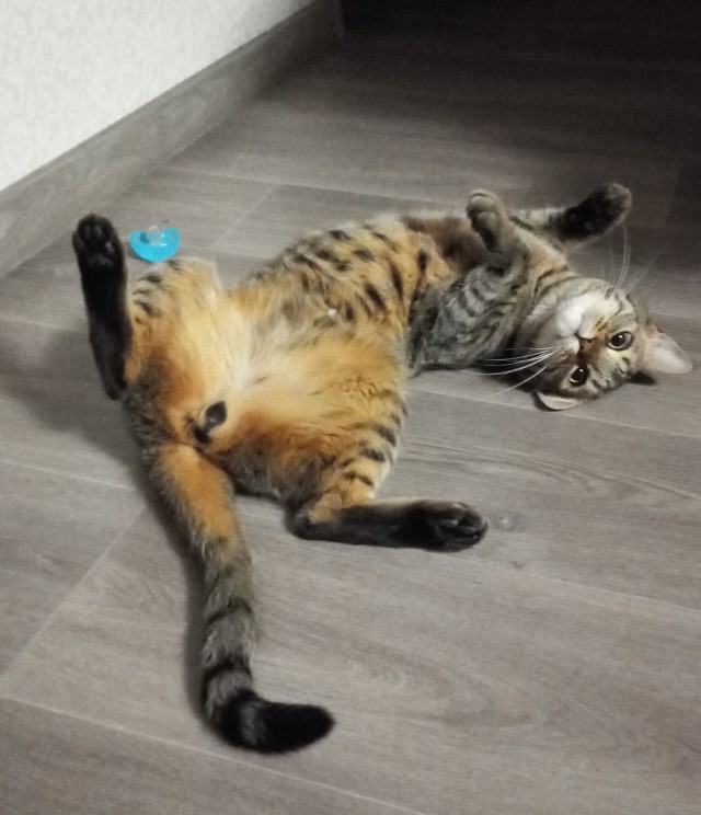 Котовторник