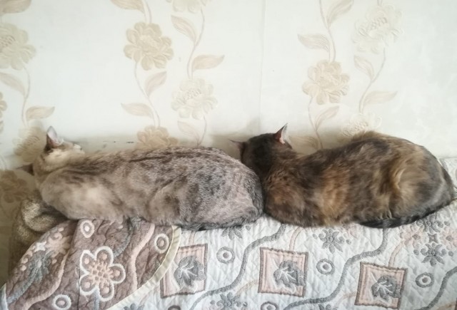 Котовторник! Пара фоток суровых котов.