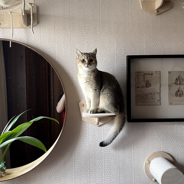 Кот во вторник