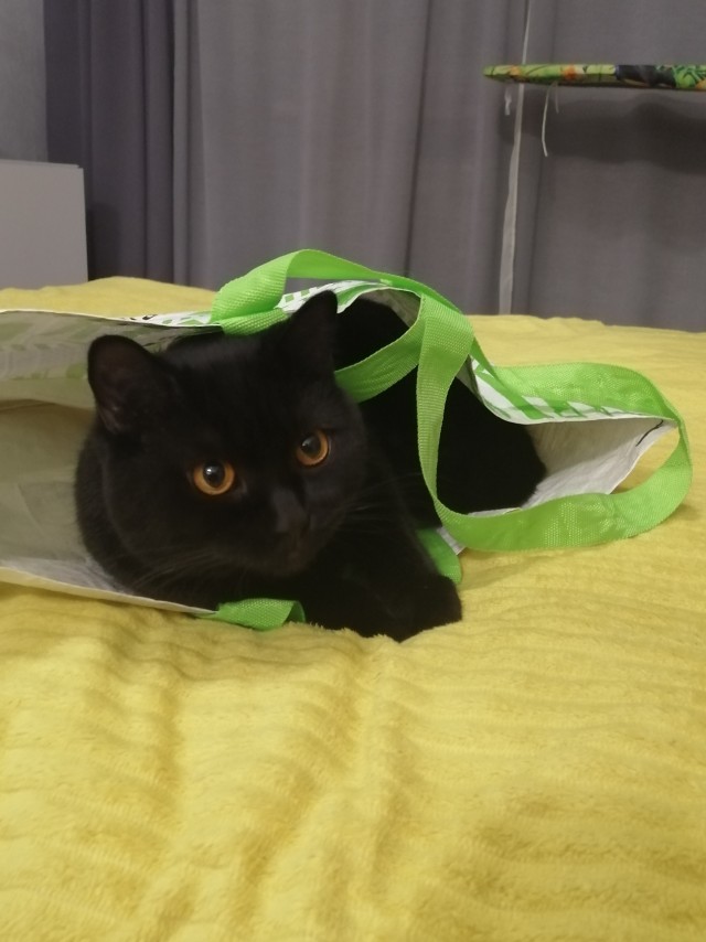 Котоюмор на ЯП. Веселые кото-картинки!